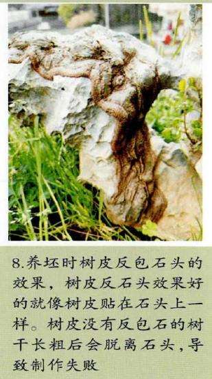 图解 附干盆景怎么制作思考的9个步骤