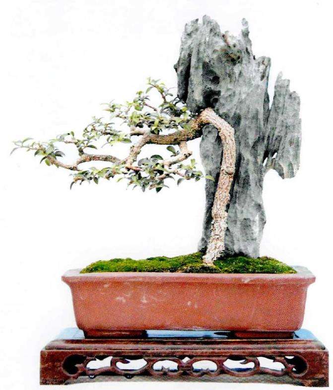 附石盆景附植后怎么日常管理的5个步骤 图片