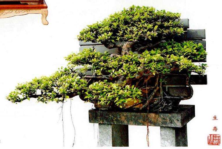 附石盆景怎么制作的3个步骤 图片