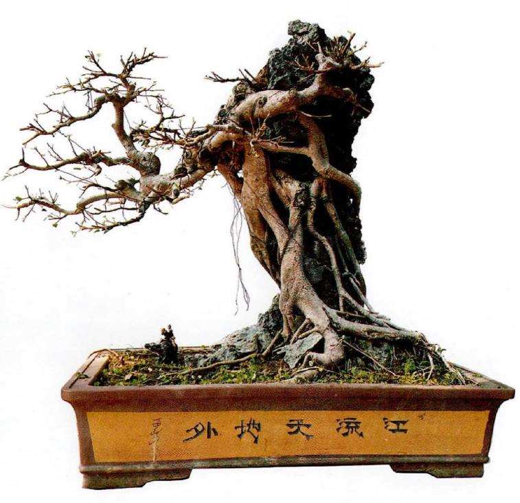 附石盆景怎么制作的3个步骤 图片