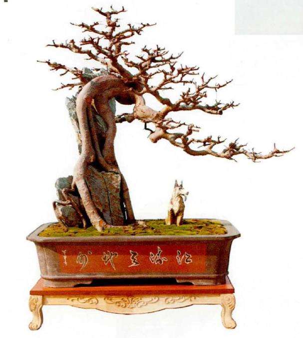 附石盆景是如何做到树石结合的3个方法