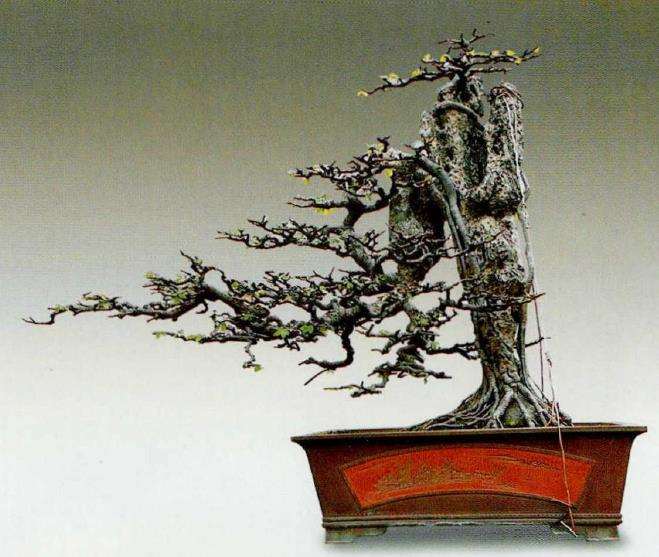 附石盆景是如何做到树石结合的3个方法