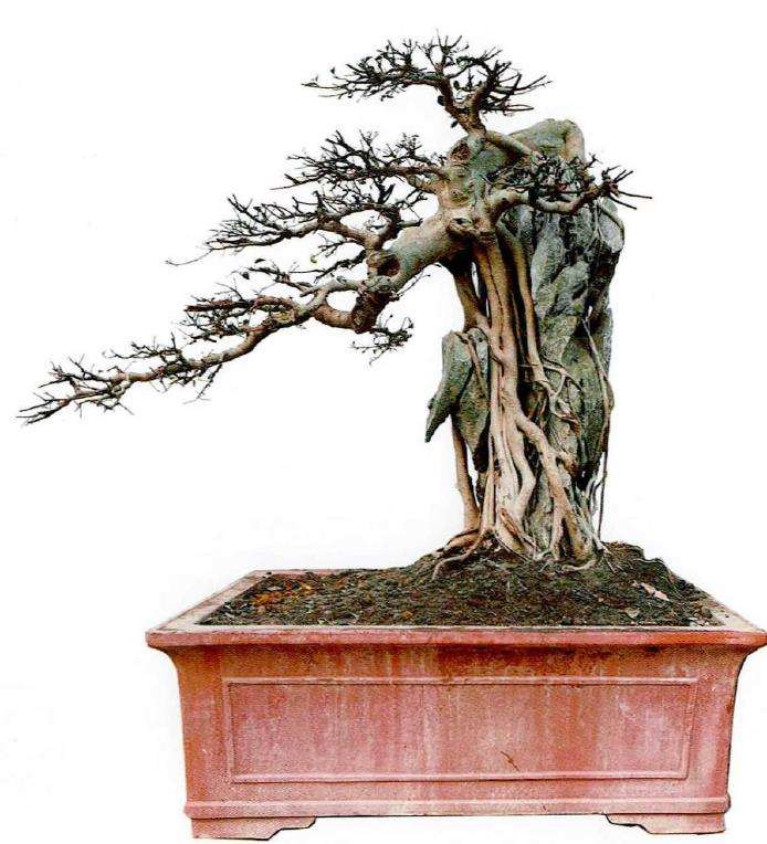 附石盆景是如何做到树石结合的3个方法