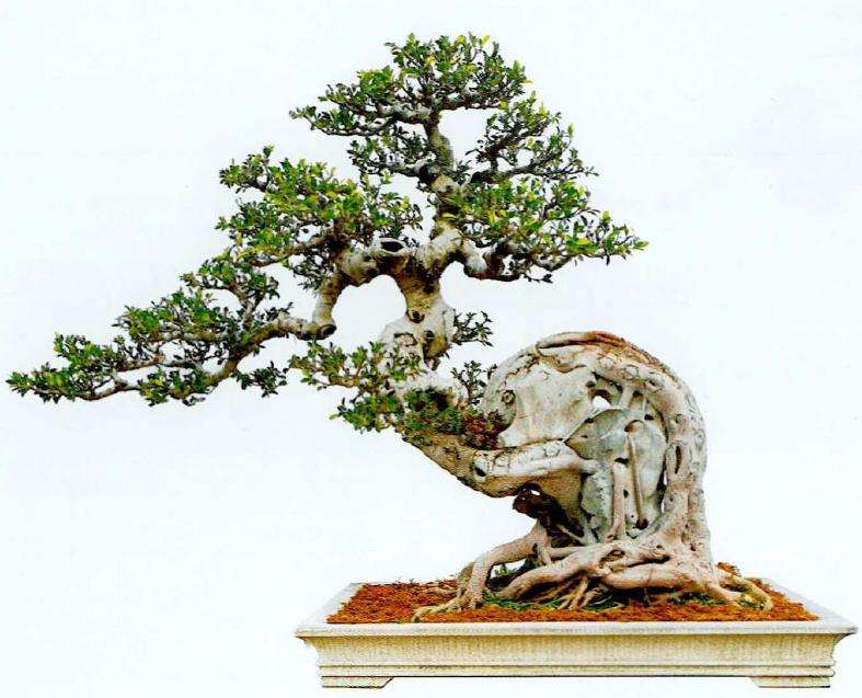 附石盆景的4个种类是什么 图片