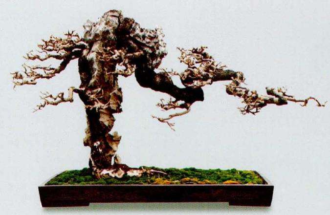 附石盆景的4个种类是什么 图片