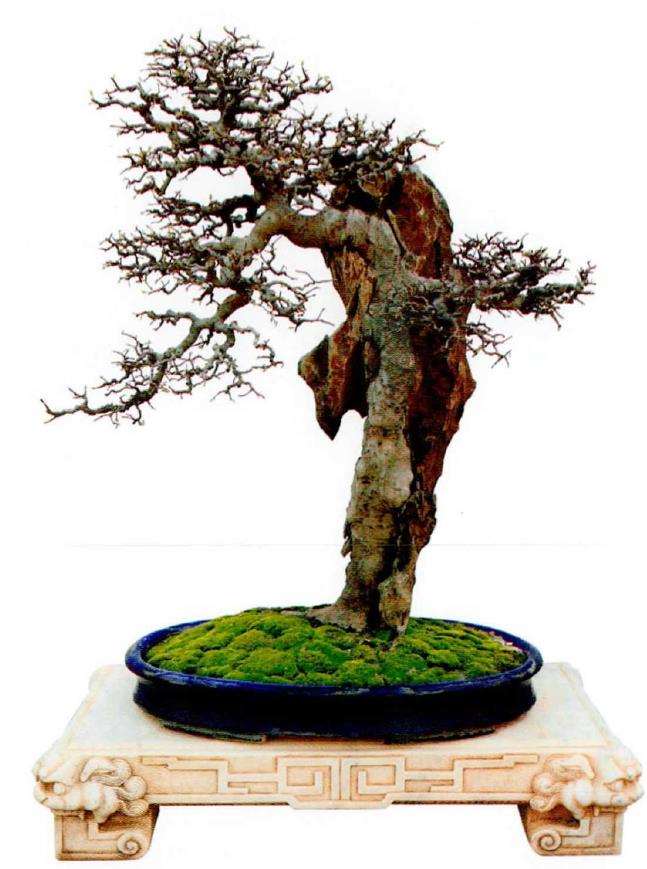 附石盆景的4个种类是什么 图片