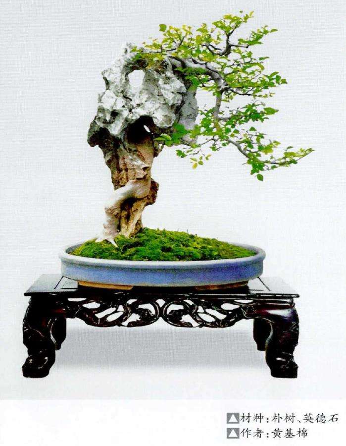 图解 树干附石盆景怎么制作的9个方法