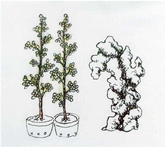 图解 树干附石盆景怎么制作的9个方法