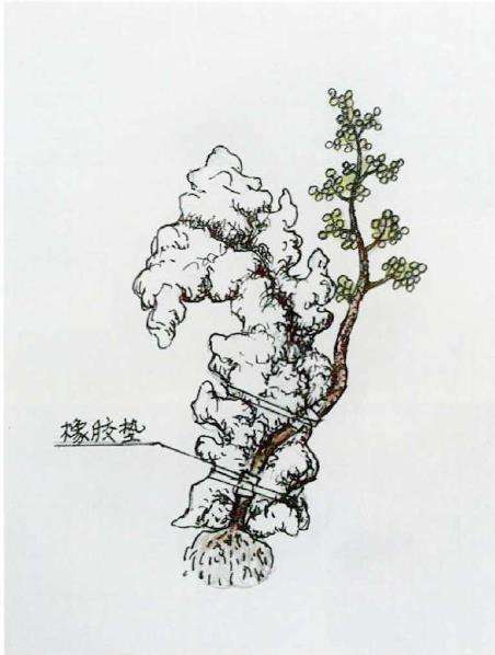 图解 树干附石盆景怎么制作的9个方法