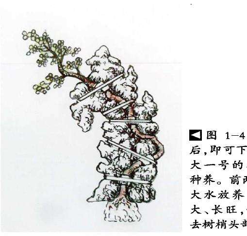 图解 树干附石盆景怎么制作的9个方法