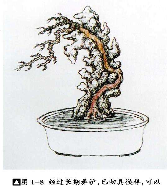 图解 树干附石盆景怎么制作的9个方法