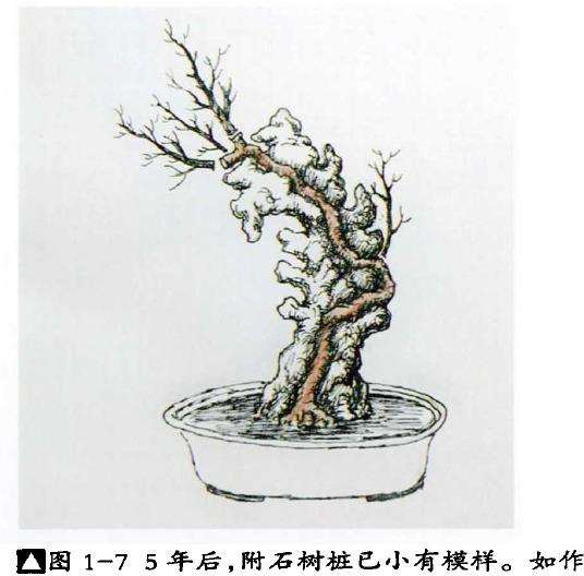 图解 树干附石盆景怎么制作的9个方法