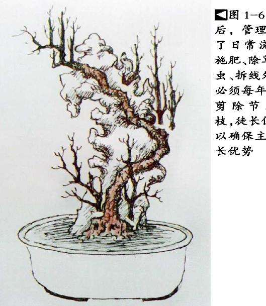 图解 树干附石盆景怎么制作的9个方法