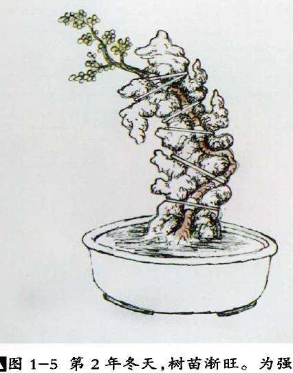 图解 树干附石盆景怎么制作的9个方法
