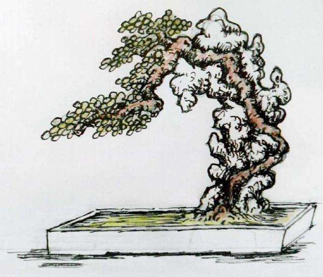 图解 树干附石盆景怎么制作的9个方法