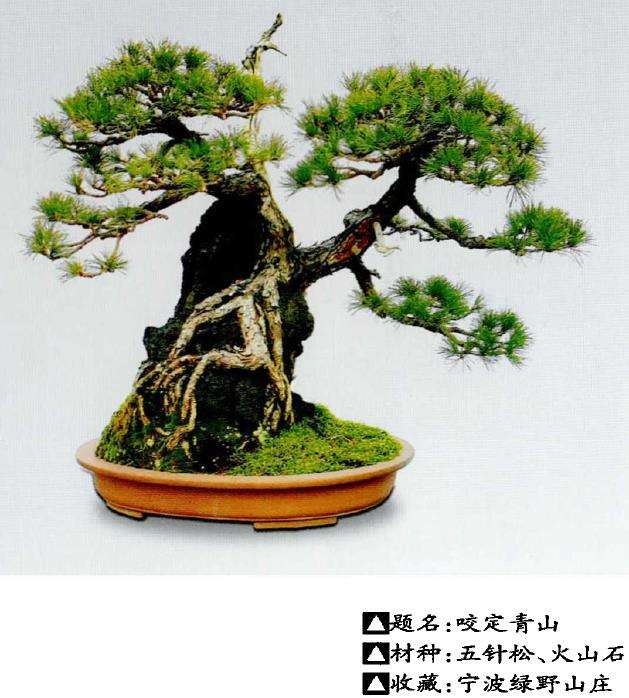 图解 树根附石盆景怎么制作方法