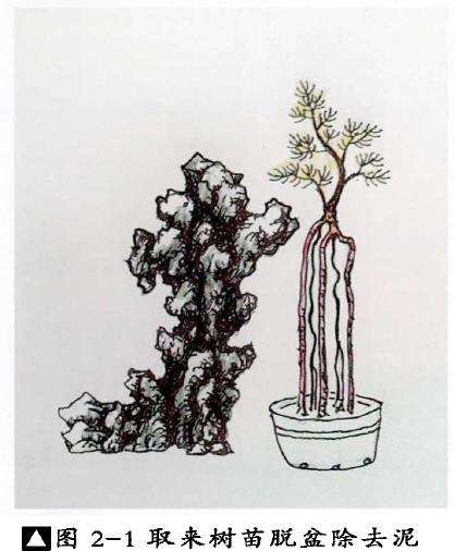 图解 树根附石盆景怎么制作方法