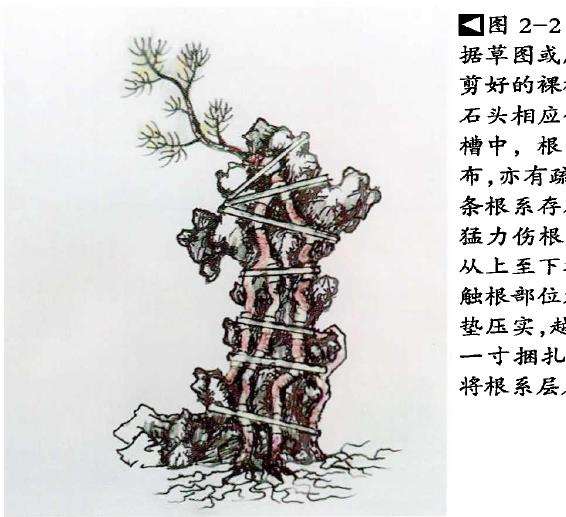 图解 树根附石盆景怎么制作方法