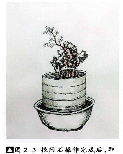 图解 树根附石盆景怎么制作方法