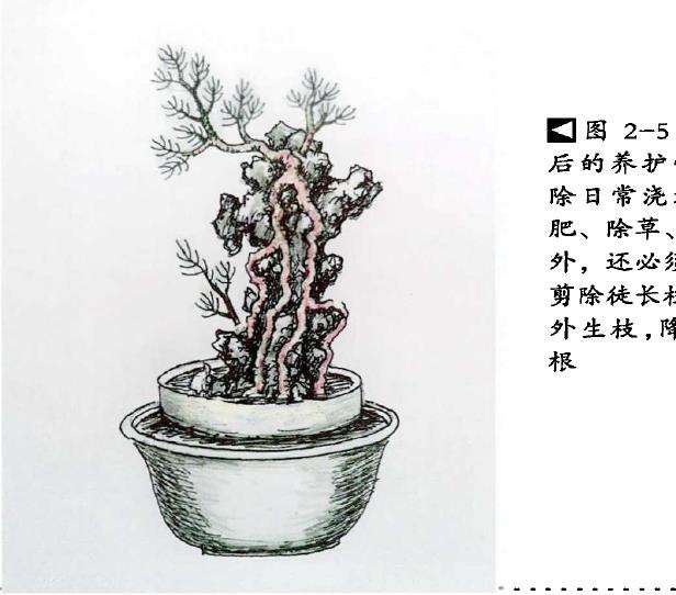 图解 树根附石盆景怎么制作方法