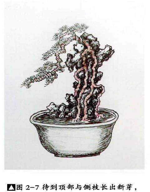 图解 树根附石盆景怎么制作方法