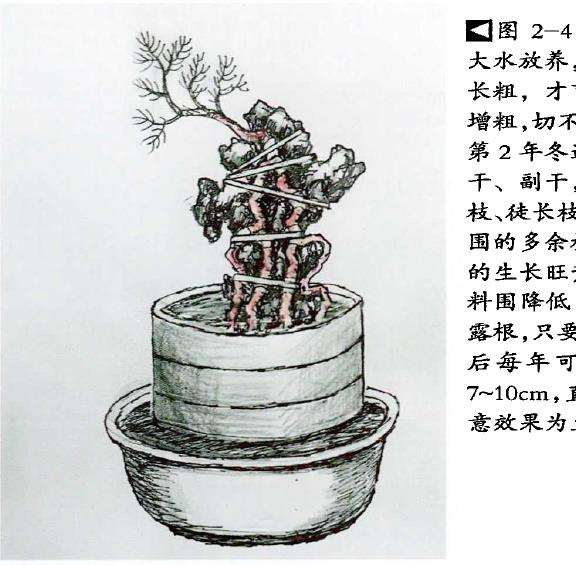 图解 树根附石盆景怎么制作方法