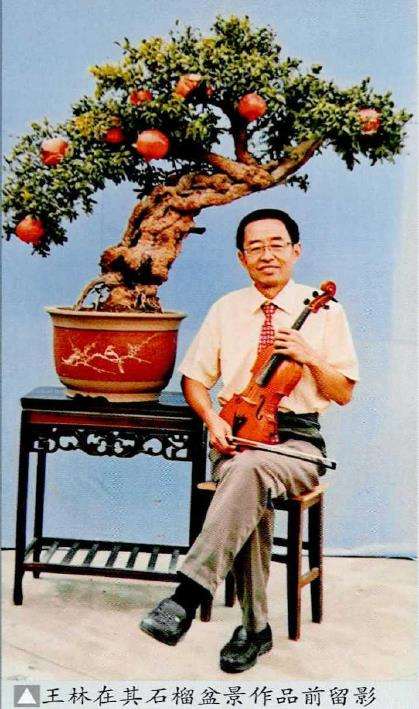 王林石榴盆景欣赏 图片