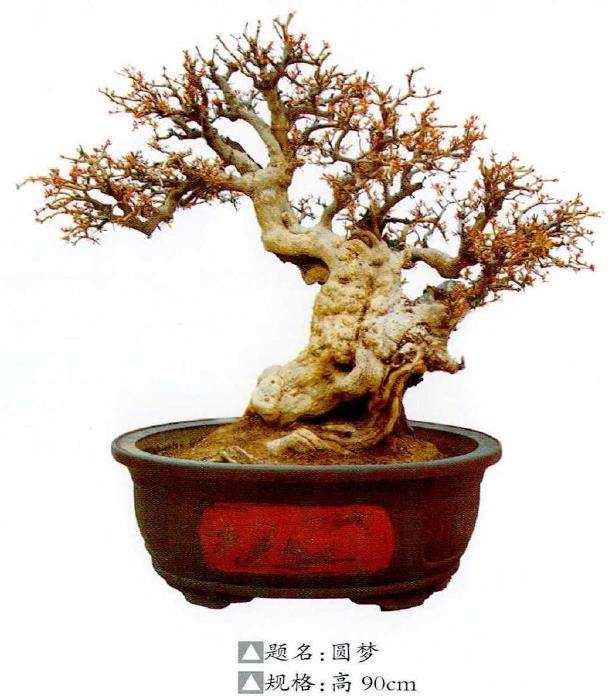 王林石榴盆景欣赏 图片