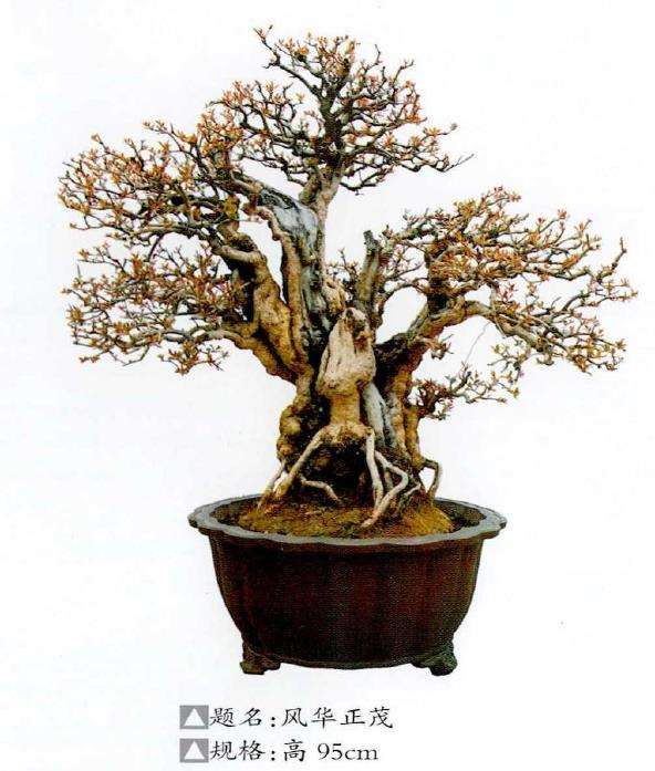 王林石榴盆景欣赏 图片