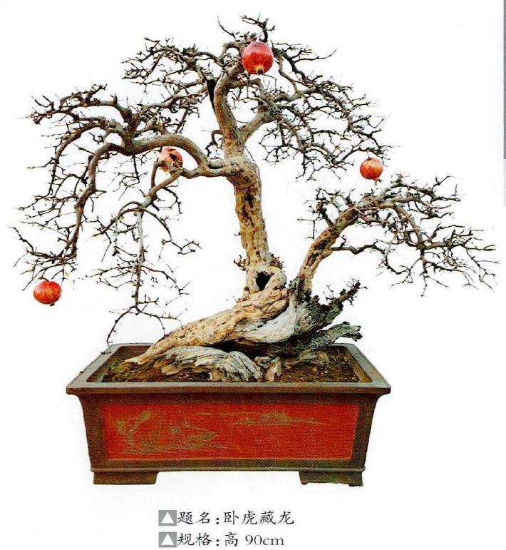 王林石榴盆景欣赏 图片