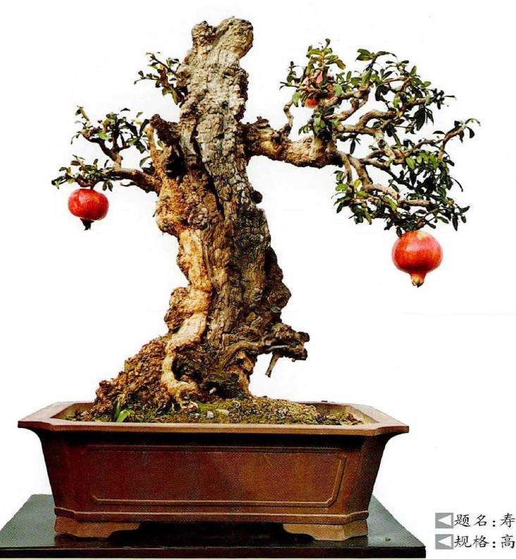 王林石榴盆景欣赏 图片