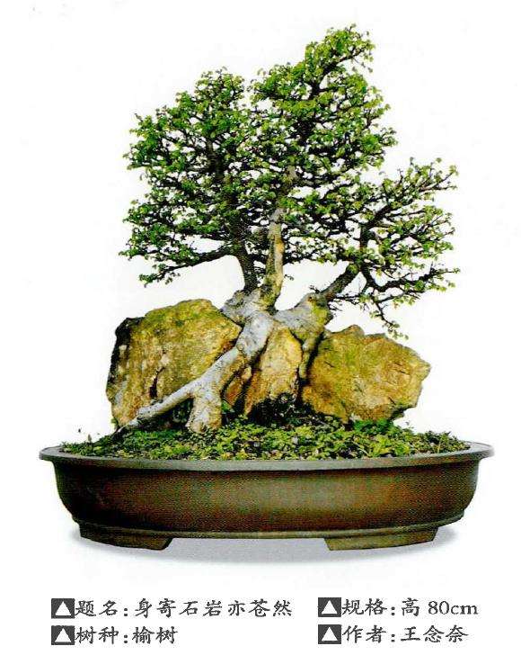 福建闽东树抱石盆景欣赏 图片