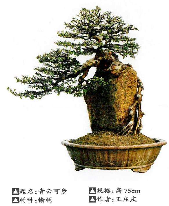 福建闽东树抱石盆景欣赏 图片