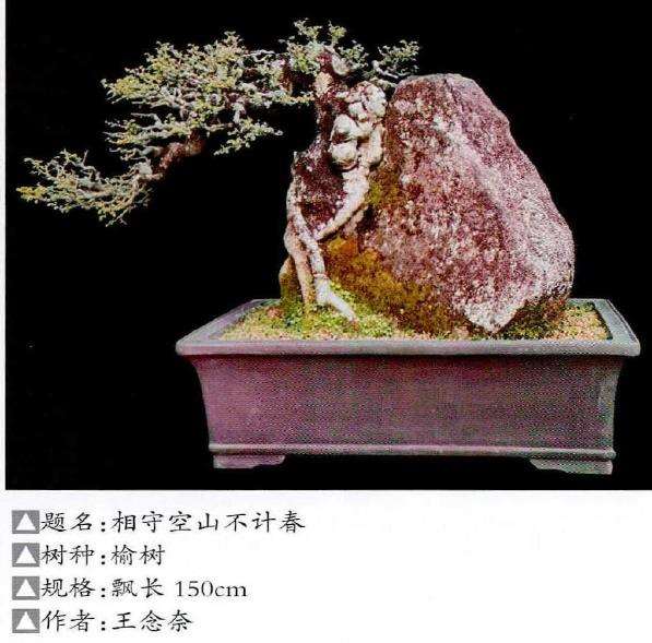 福建闽东树抱石盆景欣赏 图片