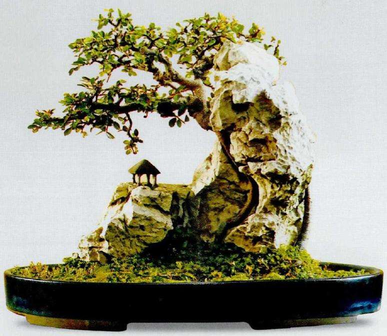 盆景艺术纵横谈 怎么制作附石盆栽 图片