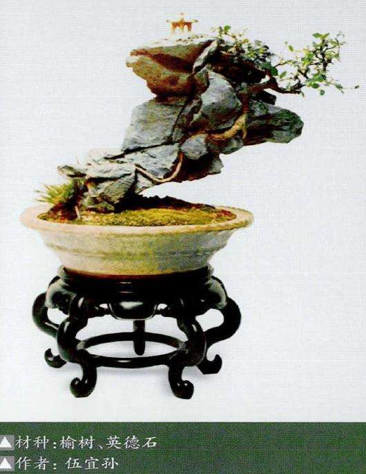 盆景艺术纵横谈 怎么制作附石盆栽 图片