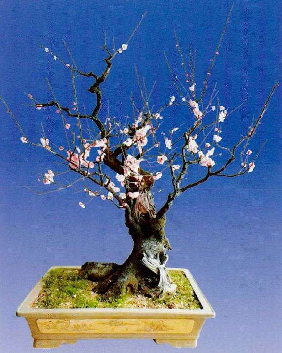 梅花盆景怎么整形修剪的2个步骤 图片