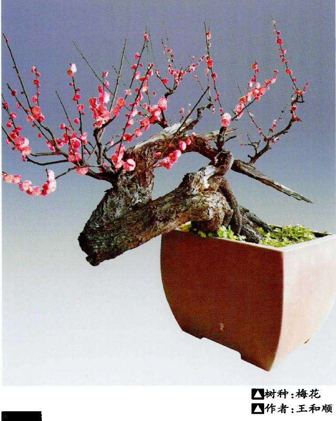 梅花盆景怎么上盆的土壤要求 图片