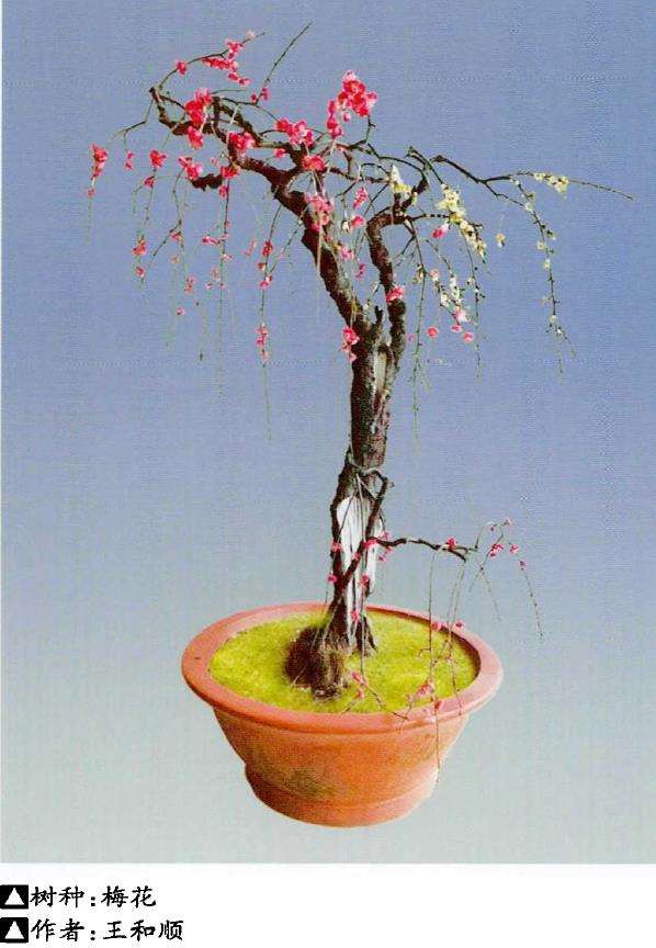 梅花盆景用苗怎么繁殖的3个步骤