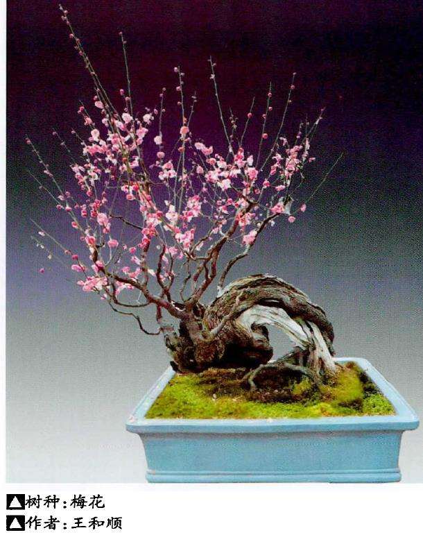 梅花盆景用苗怎么繁殖的3个步骤
