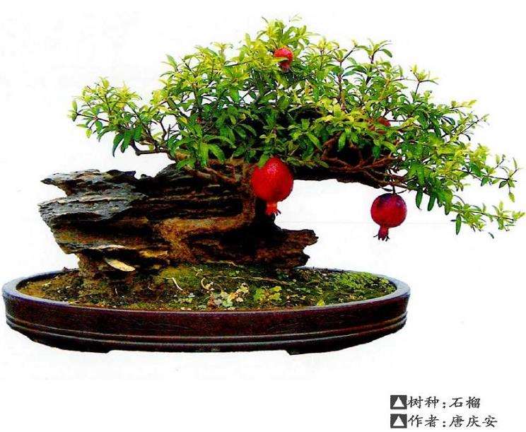 商丘附石盆景怎么发展的3个方法 图片