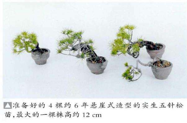 图解 制作附石盆景怎么素材准备和石材加工