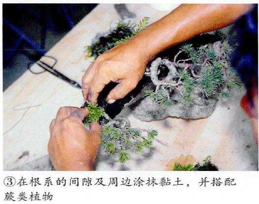 图解 制作附石盆景怎么素材准备和石材加工