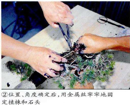 图解 制作附石盆景怎么素材准备和石材加工