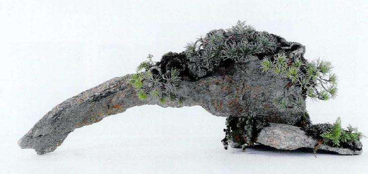 图解 制作附石盆景怎么素材准备和石材加工