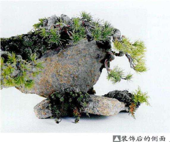 图解 制作附石盆景怎么素材准备和石材加工