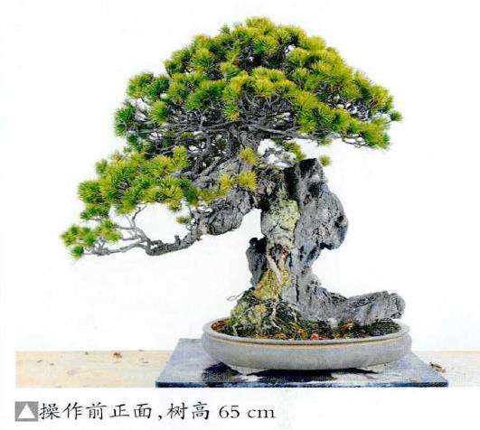 图解 制作附石盆景怎么脱石的7个步骤