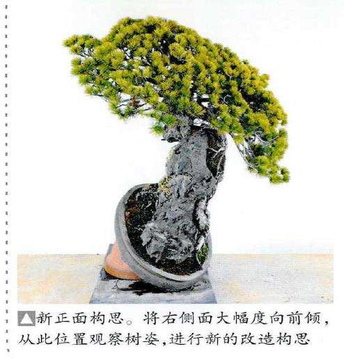 图解 制作附石盆景怎么脱石的7个步骤