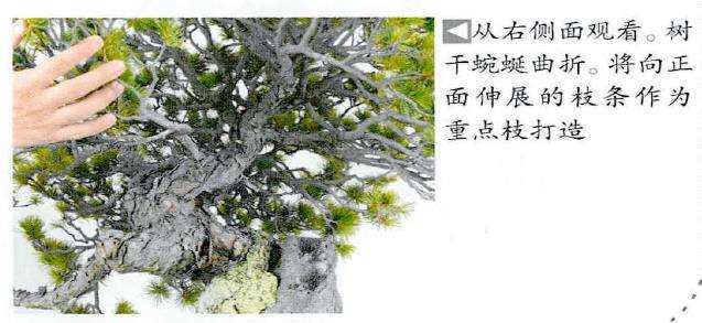 图解 制作附石盆景怎么脱石的7个步骤