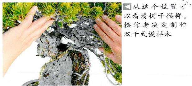 图解 制作附石盆景怎么脱石的7个步骤